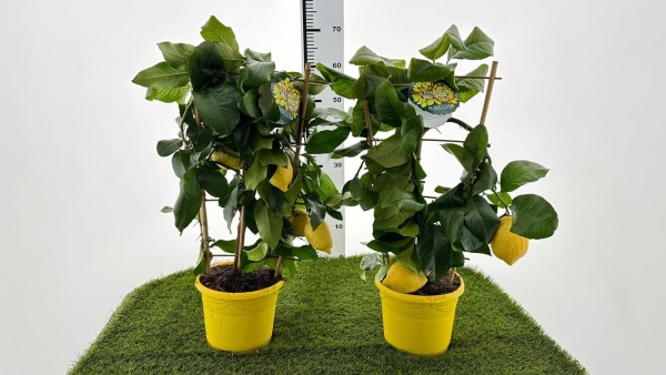 Citrus, Spalier 19/60 cm limon lunario PP-Nr.: IT-16-0165