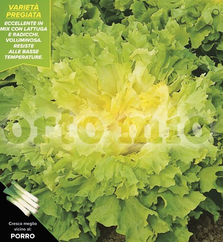 Endivien Salat, 9er Tasse cm Ascolaner, Sorte Quintana PP-Nr.: IT-08-1868