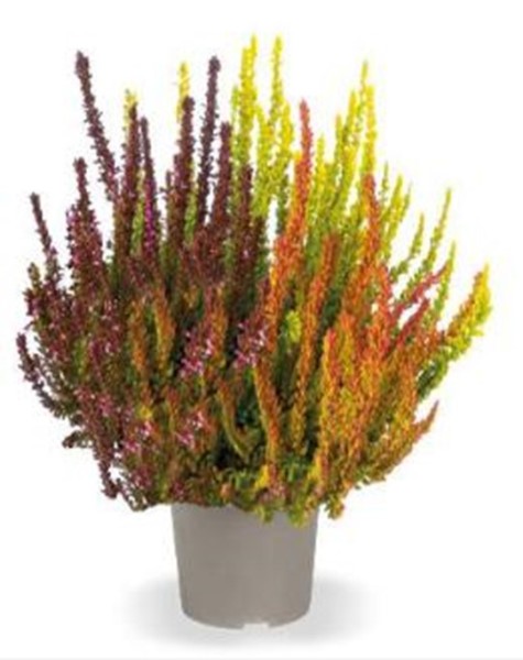 Calluna GG, 12/20 cm Sunset Fire PP-Nr.: DE-NI-115639