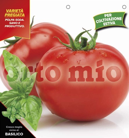 Tomaten runde Sommer-Stangentomate, Sorte Pintino (F1), 4er Tasse resistent gegen TSWV-Virus PP-N