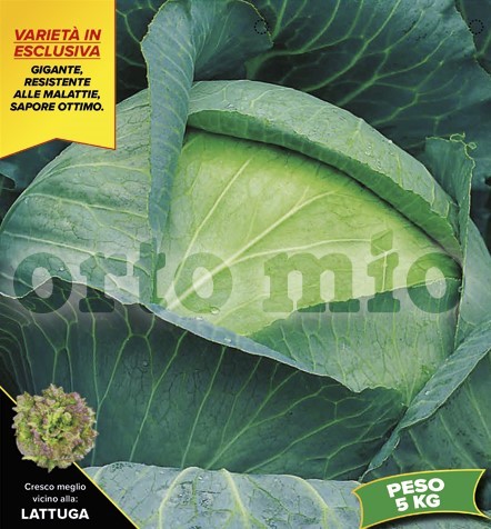 Kraut, 6er Tasse cm Riesenkraut, Sorte Cheers (F1) PP-Nr.: IT-08-1868