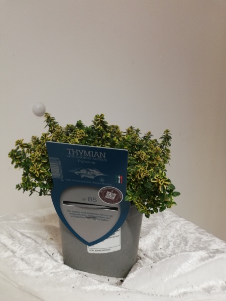 Thymian, Busch 13/20 cm cit. Aureas "AROMA RISERVA"® mit DEKO-Stecketikett PP-Nr.: IT-07-0248