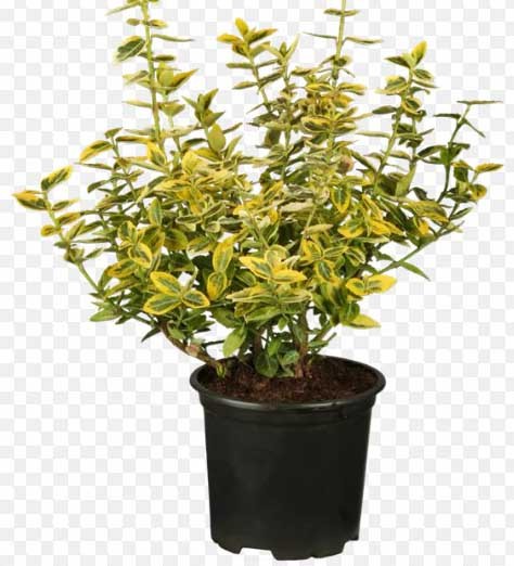 Euonymus, Busch 25/65 cm japonica - Aurea PP-Nr.: ES-17-46/1519