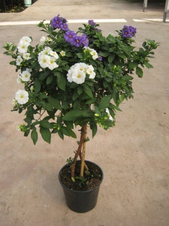 Solanum, Stamm 17/70 cm rantonnetii - blau/weiß PP-Nr.: IT-16BT0373