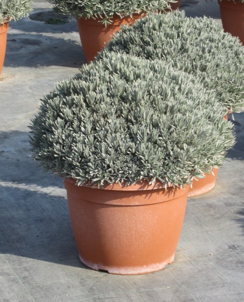 Lavendel, Busch 35/60 cm officinalis Gewürze PP-Nr.: IT-07-0526
