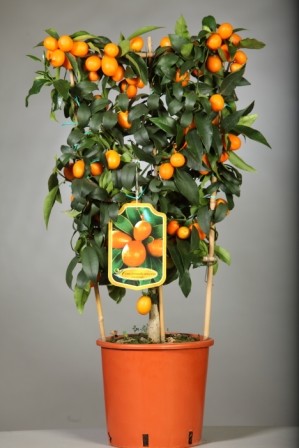 Citrus, Spalier 20/80 cm Fortunella Margarita - Kumquat PP-Nr.: IT-19-1880