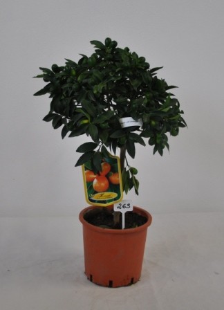 Citrus, Mini-Stamm 17/50 cm Mix PP-Nr.: IT-19-1627