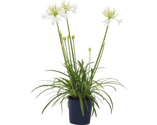 Agapanthus, Busch 17/35 cm africanus - afrikanische Schmucklilie WEISS PP-Nr.: ES-17-46/1519
