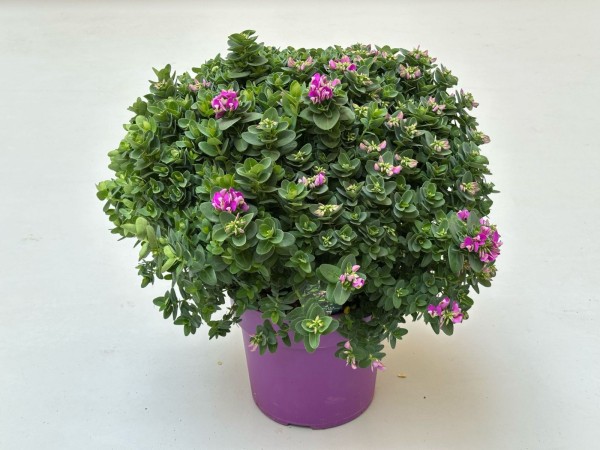 Polygala, Busch 24/55 cm bibi pink PP-Nr.: IT-16-0165