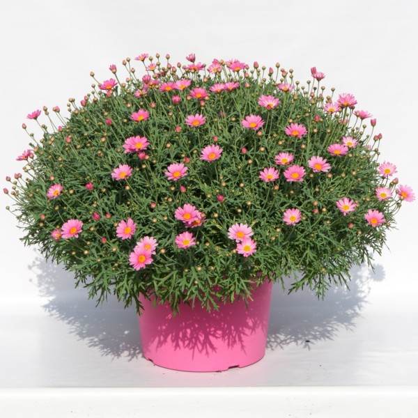 Margeriten, Busch 35/75 cm rosa rosa Topf PP-Nr.: IT-07-0526