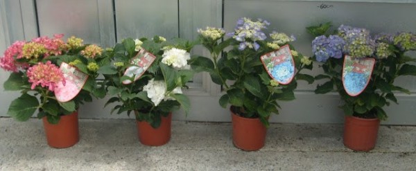 Hydrangea, Busch 18/50 cm macrophilla - Hortensie PP-Nr.: IT-07-0526