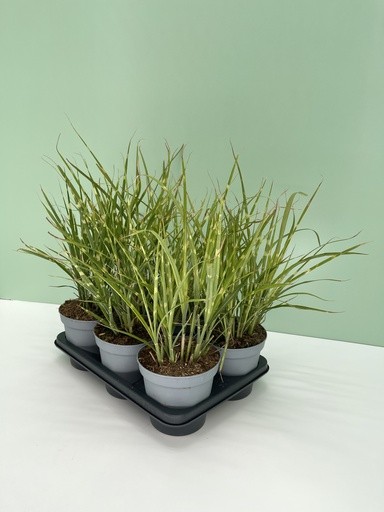 Gräser, Busch 14/50 cm Miscanthus sinensis Strictus PP-Nr.: IT-16BT0373