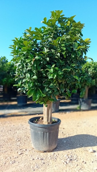Citrus , Stamm 50 Lt./160 cm Zitrone PP-Nr.: ES 14 30 3185