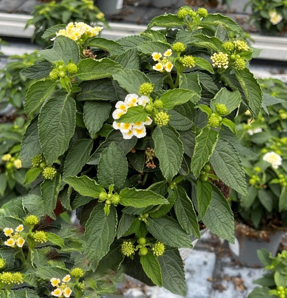 Lantana, Busch 12/25 cm camara - weiß PP-Nr.: IT-16BT0373