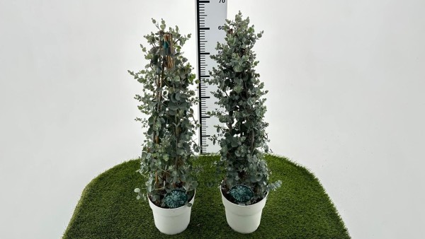 Eucalypthus , Pyramide 17/70 cm Gunnii weißer Topf PP-Nr.: IT-16-0165