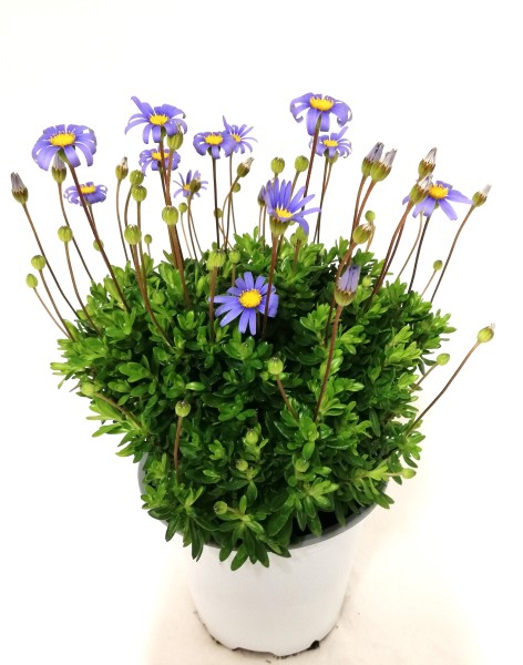 Felicia, Busch 14/30 cm amelloides - Kapaster PP-Nr.: IT-07-0526