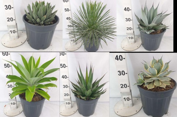 Agaven Mix, Busch 10 LT /50 cm PP-Nr.: ES-17-46/1610