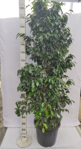 Ficus Danielle, Busch 30 LT/200 cm PP-Nr.: ES-17-46/1610