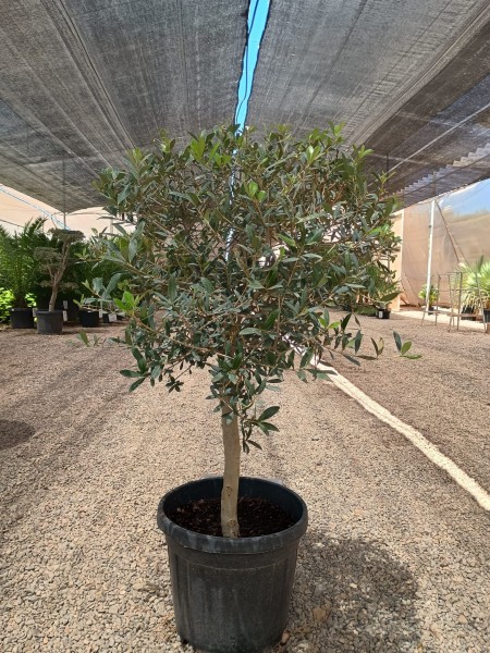 Oliven, Stamm 25LT/140 cm Kugel PP-Nr.: ES-17-46/1610