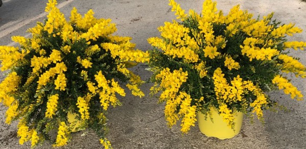 Cytisus, Busch 18/50 cm racemosus - Ginster PP-Nr.: IT-07-0526