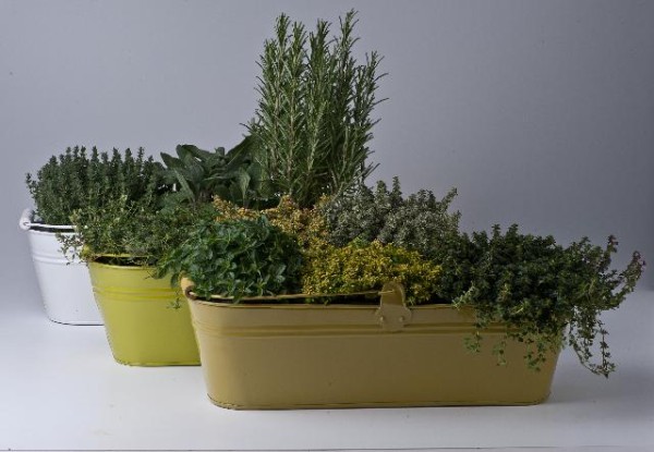 Kräutermix, Busch 14 cm 3er Zinkkasten Sortenmix je nach Lieferbarkeit! PP-Nr.: IT-07-0248