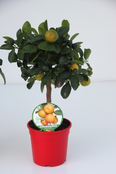 Citrus, Mini-Stamm 15/40 cm Madurensis - Calamondin PP-Nr.: IT-19-1627
