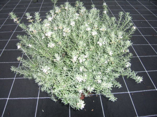 Westringia , Busch 18/50 cm Fructicosa - Küstenrosmarin PP-Nr.: IT-07-0526