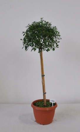 Solanum, Stamm 24/120 cm rantonnettii - Enzianbaum PP-Nr.: IT-07-0526