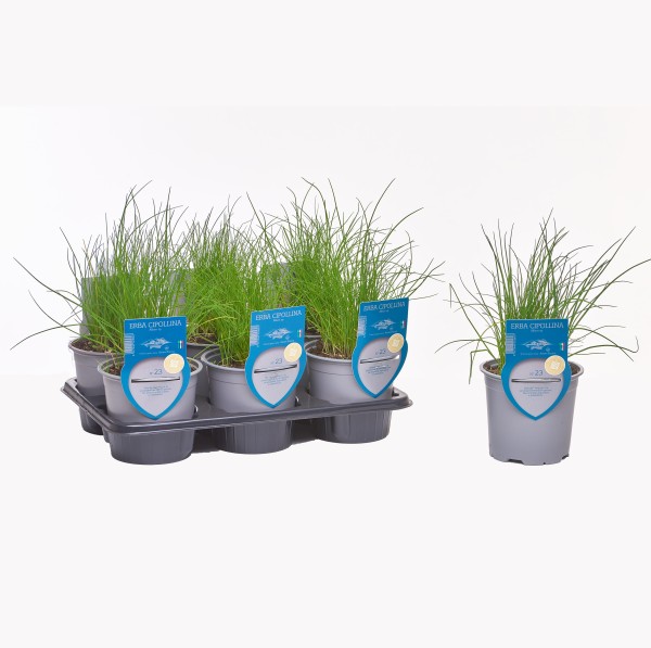 Schnittlauch , Busch 13/20 cm "AROMA RISERVA"® mit DEKO-Stecketikett PP-Nr.: IT-07-0248