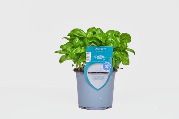 Basilikum, Busch 13/20 cm "AROMA RISERVA"® mit DEKO-Stecketikett PP-Nr.: IT-07-0248
