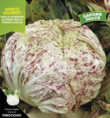Radicchio, 9er Tasse cm Herbst-Lusia gesprenkelt, Sorte Adige PP-Nr.: IT-08-1868