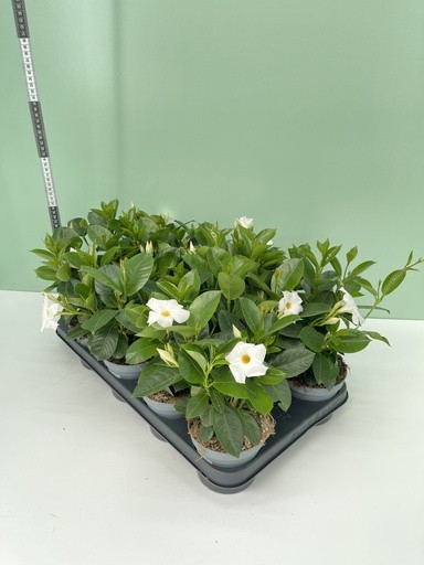 Dipladenia, Busch 12/30 cm WEISS PP-Nr.: IT-16BT0373