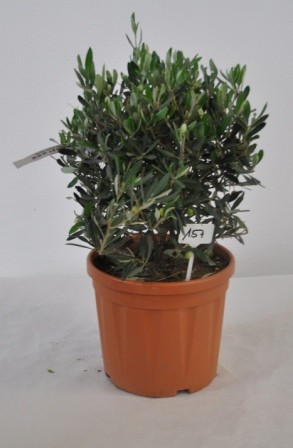 Oliven, Stamm 24/150 cm PP-Nr.: IT-19-0015