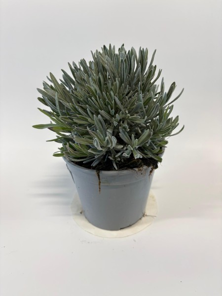 Lavendel, Busch 14/20 cm officinalis Gewürze PP-Nr.: IT-07-0526
