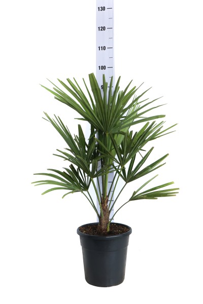 Chamaerops, Busch 24/75 cm excelsa (Trachycarpus fortuneii) PP-Nr.: IT-19-0066