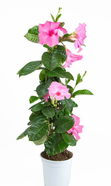 Mandevilla, Pyramide 17/70 cm amabilis PP-Nr.: IT-16BT0373