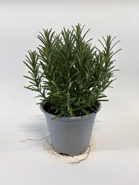 Rosmarin, Busch 14/20 cm officinalis Gewürze PP-Nr.: IT-07-0526