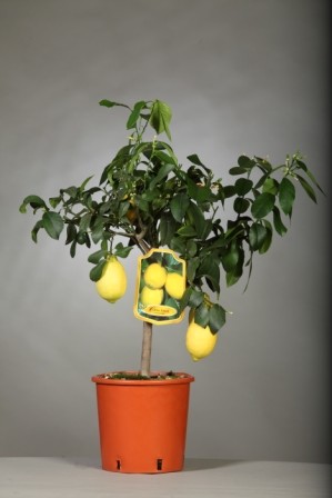 Citrus, Mini-Stamm 19/70 cm Medica - Zitronatzitrone PP-Nr.: IT-19-1627