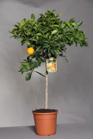 Citrus, Stamm 28/130 cm Sinensis - Orange PP-Nr.: IT-19-1880