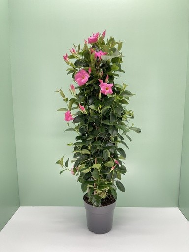 Dipladenia, Pyramide 21/110 cm ROSA PP-Nr.: IT-16BT0373