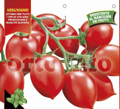Tomaten veredelt vom Vesuv, Sorte Trendy (F1), 14/30 cm resistent gegen TSWV-Virus PP-Nr.: IT-08