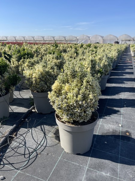 Euonymus jap., Busch 26/55 cm White spire PP-Nr.: IT-16BT0373