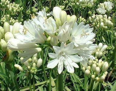 Agapanthus, Busch 17/35 cm africanus - afrikanische Schmucklilie WEISS PP-Nr.: ES-17-46/1519