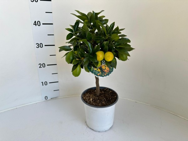 Citrus, Ministamm 15/40 cm floridana limequat PP-Nr.: IT-16-0165