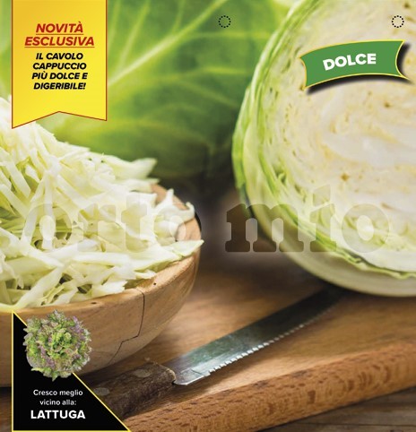 Kraut, 6er Tasse cm Süßkraut, Sorte Green Rich (F1) PP-Nr.: IT-08-1868