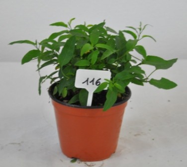 Solanum, Busch 14/30 cm jasminoides - Sommerjasmin PP-Nr.: IT-07-0526