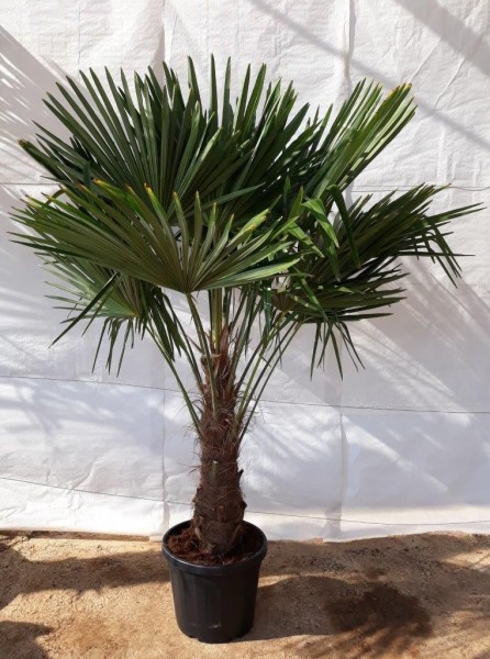 Trachycarpus, Stamm 35 LT/190 cm Fortunei PP-Nr.: ES-17-46/1610