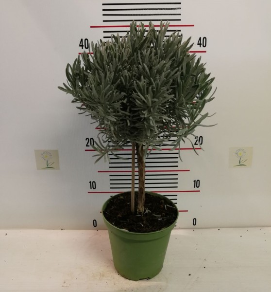 Lavendel, Busch 14/20 cm Stoechas Gewürze PP-Nr.: IT-07-0526