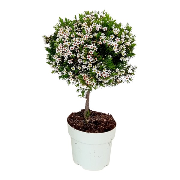 Wax Flower, Stamm 14/45 cm Copa PP-Nr.: ES 14 30 3185