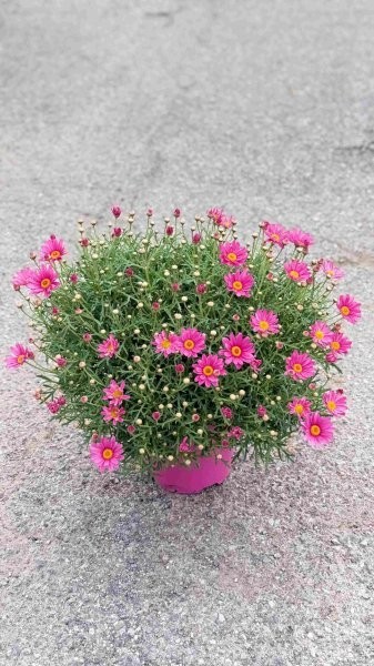 Margeriten, Busch 18/50 cm rosa PP-Nr.: IT-07-0526